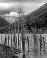 Picture Title - Yellowstone Black & White