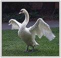 Picture Title - Graceful Swan