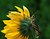 grasshopper on backlit daisy