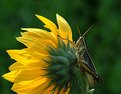 Picture Title - grasshopper on backlit daisy