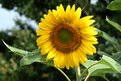 Picture Title - sunflower