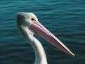 Picture Title - Pelican Close Up