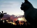 Picture Title - Cat at Dusk