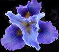 Picture Title - wild iris