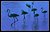 Blue Flamingo