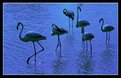 Picture Title - Blue Flamingo