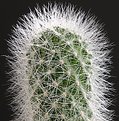 Picture Title - Hairy Cactus