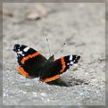 Picture Title - Vanessa atalanta