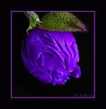 Picture Title - Pitiful Purple Poppy, say 3 times fast.