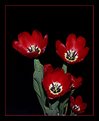 Picture Title - Tulips