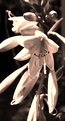 Picture Title - Flower - sepia