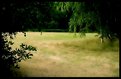 Picture Title - polana