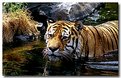 Picture Title - Tiger on a very hot day