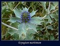 Picture Title - Eryngium maritimum