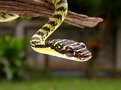 Picture Title - GOLDEN TREE SNAKE