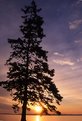 Picture Title - Backlight Conifer