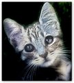 Picture Title - My little cat Briciola