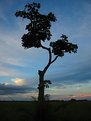 Picture Title - Lonely Tree ...