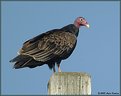 Picture Title - Turkey Vulture