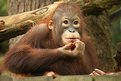 Picture Title - Baby Orangutan