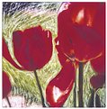 Picture Title - Red Tulips 003