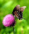 Picture Title - Swallowtail