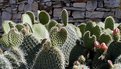 Picture Title - Cacti