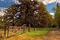 Picture Title - Covered with Moss