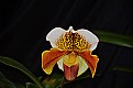 Picture Title - Lady Slipper