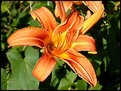 Picture Title - Tigerlily