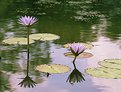 Picture Title - Water Lillies