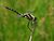 Male Black Darter, Sympetrum danae (Sulzer, 1776)