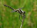 Picture Title - Male Black Darter, Sympetrum danae (Sulzer, 1776)