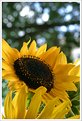 Picture Title - Sunflower