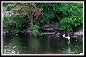 Picture Title - Fly Fishing, 2003