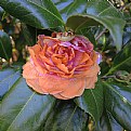 Picture Title - camellia