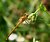 Sympetrum striolatum (female)