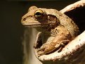 Picture Title - Pot-Bellied, Cuban Tree Frog