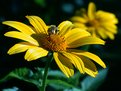 Picture Title - Don't worry, bee happy!