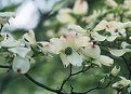 Picture Title - Dogwood Blossoms