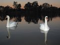 Picture Title - Swan River?