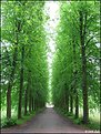 Picture Title - Trees lining up...