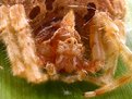 Picture Title - PUNK SPIDER