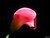 Pink Calla