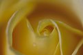 Picture Title - A Yellow Rose