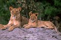 Picture Title - Lion (Panthera leo)