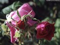 Picture Title - A rose is a rose