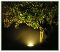 Picture Title - the magnolia tree of my garden by night