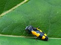 Picture Title - Wet Sap Beetle