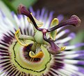 Picture Title - Part of a passionflower (3)